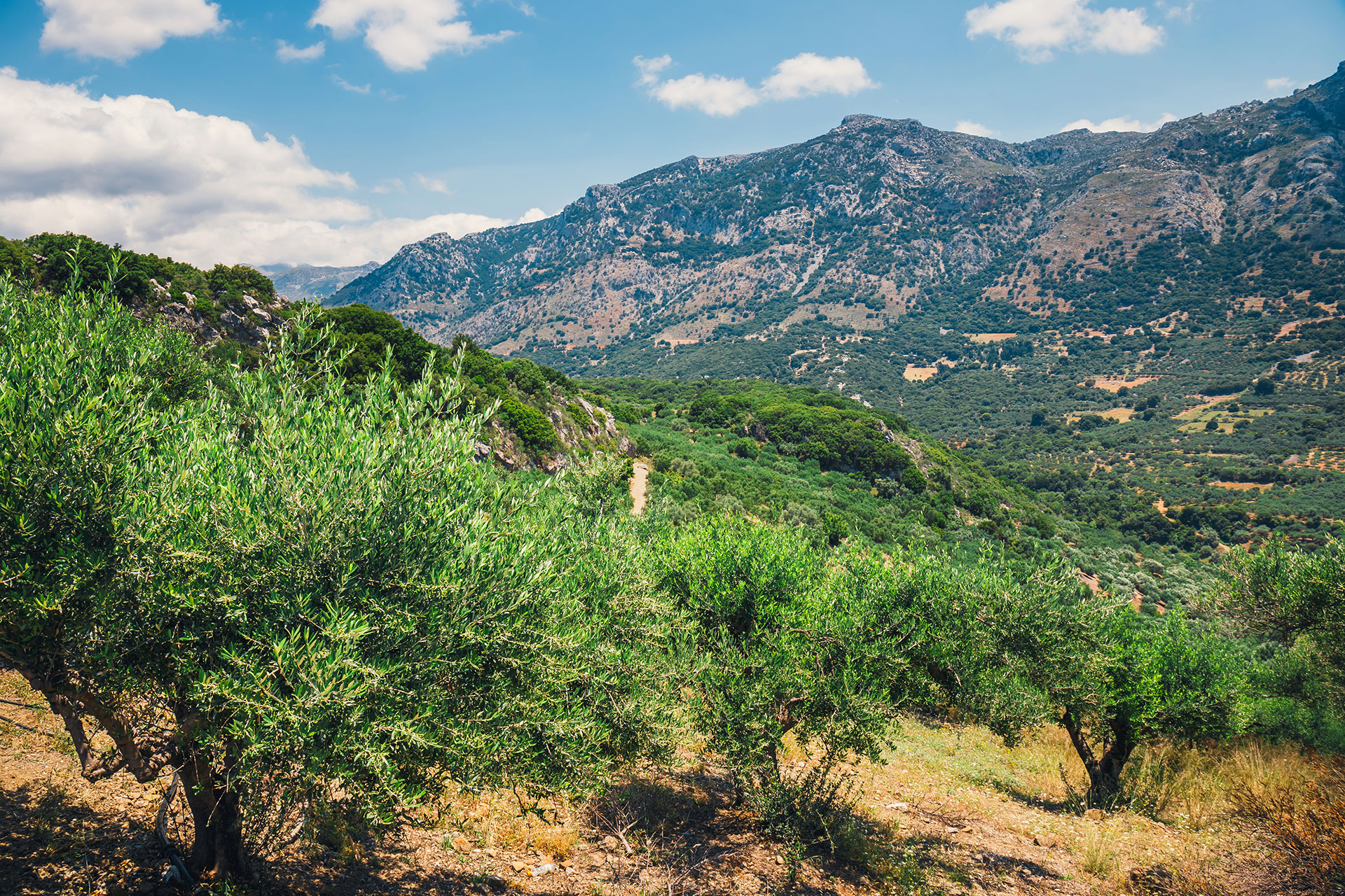 Olive Fields Crete